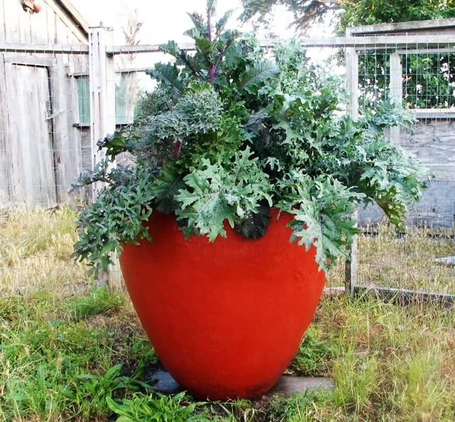 red-planter-kale