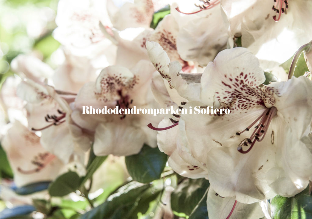 Slider_rhododendron
